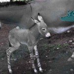 photoProtection.php